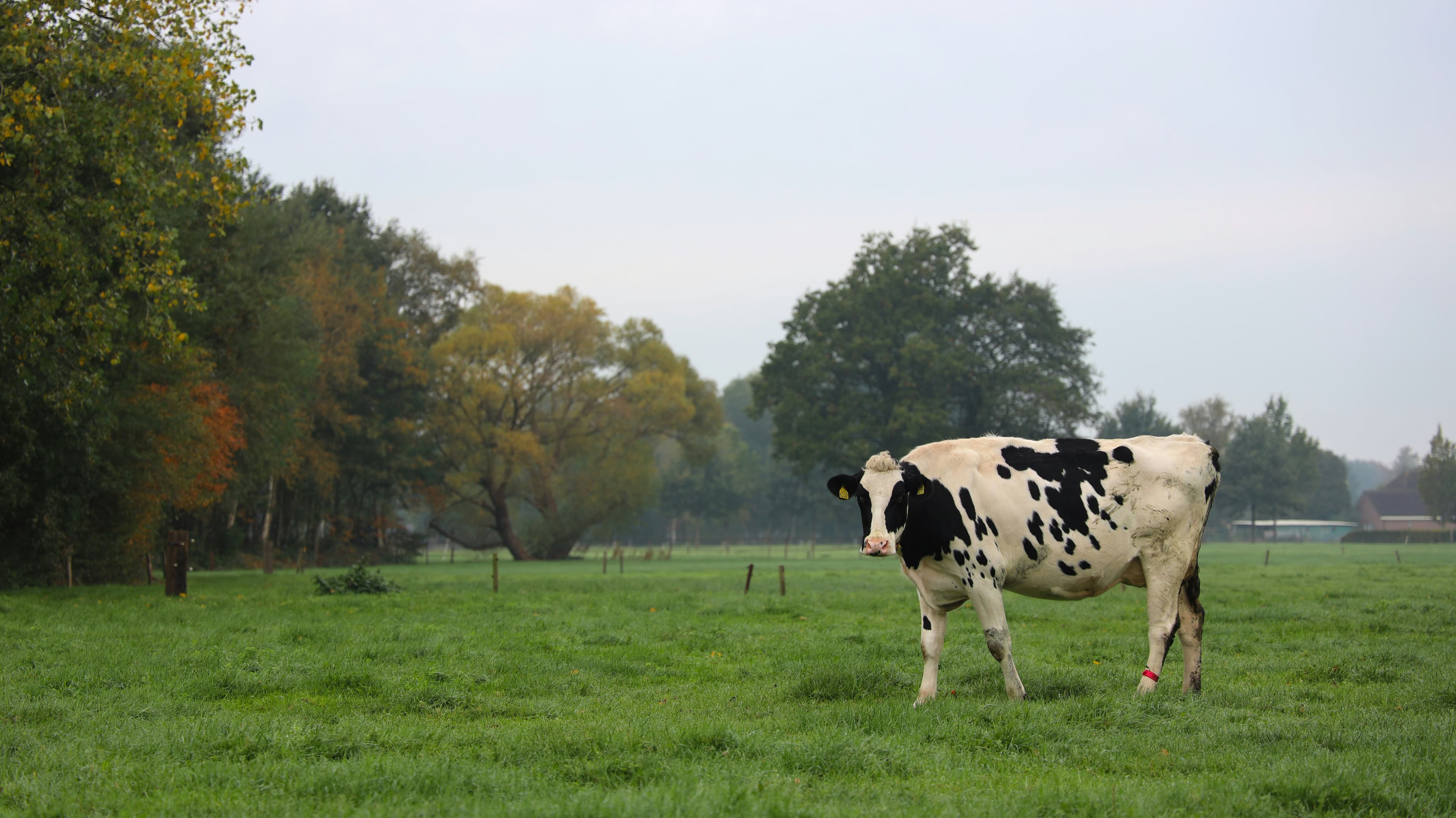 Dairy Software for Animal Tracking: Why Every Farm Needs DairyLogs