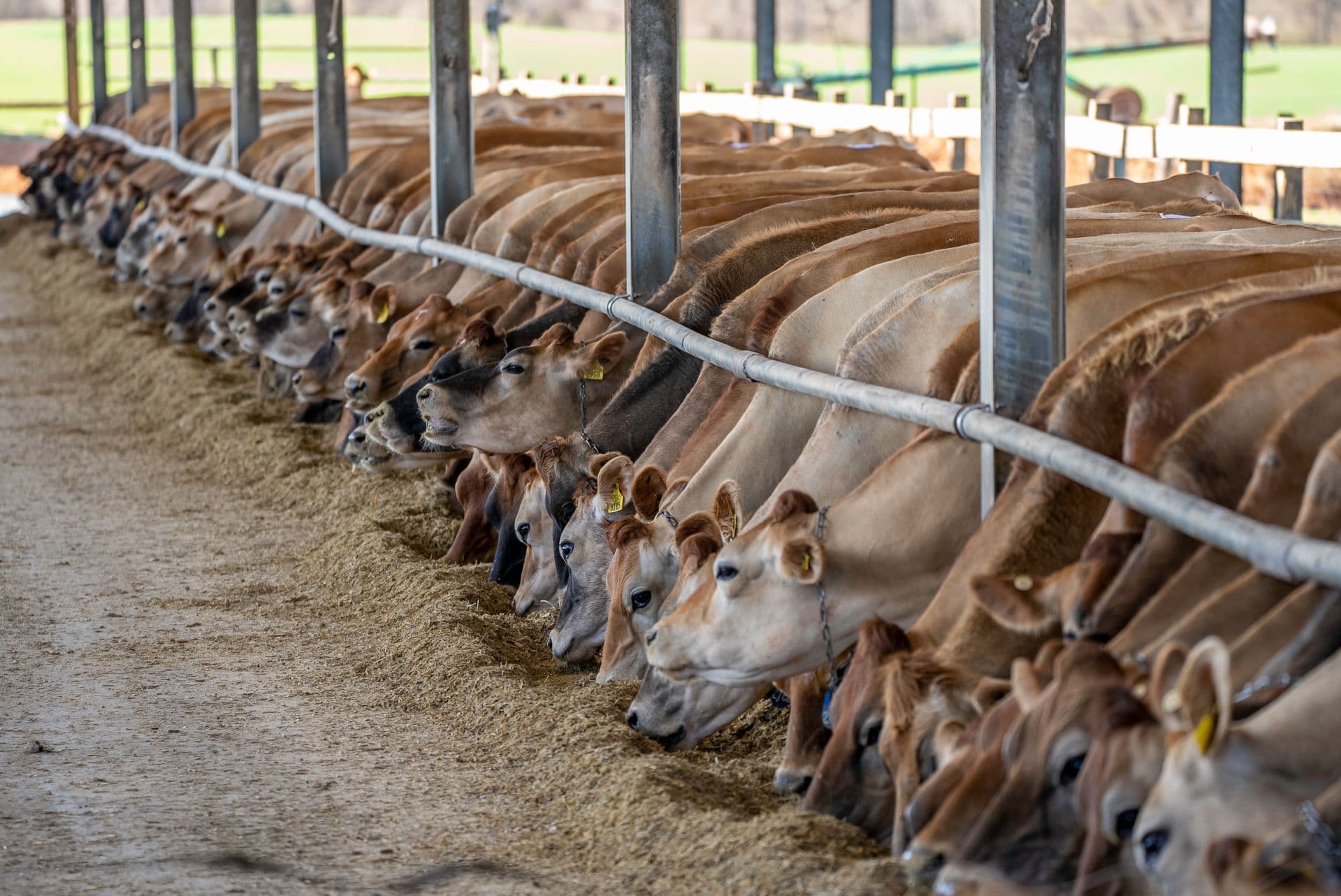 Feed Formula for Milking Cows: A Complete Daily Ration Guide by Dairylogs