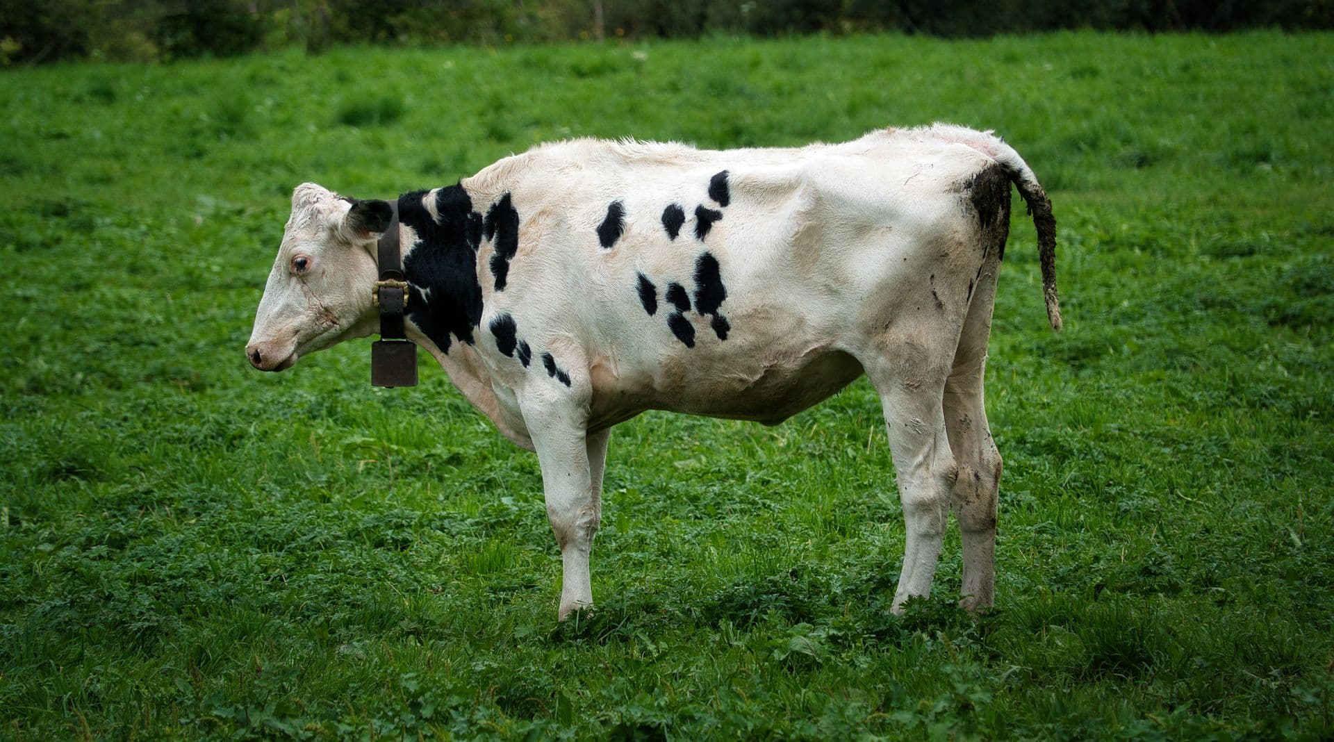 Dairy Cow Diseases: Symptoms, Causes, and Prevention Every Farmer Should Know